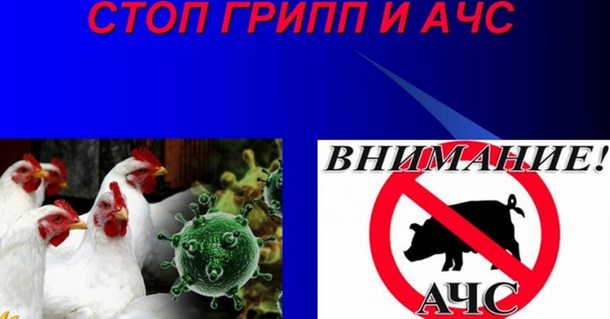 “Без АЧС и ВГП “. “Без АЧС и ВГП “.